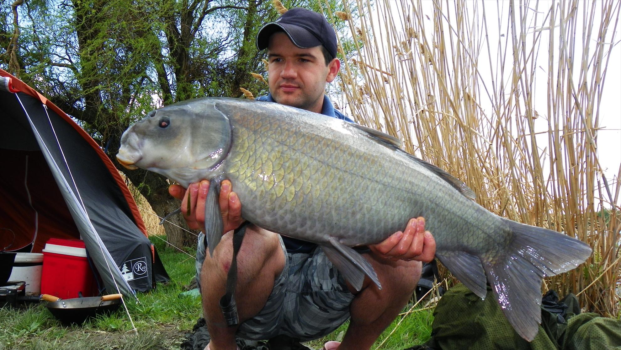 Buffalo Carp - Tancabesti - 1000783.JPG